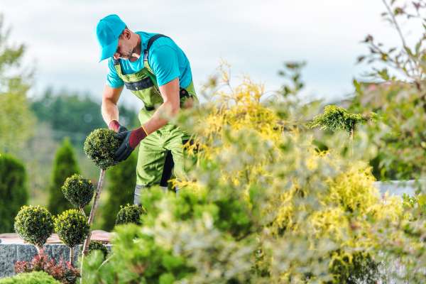 L'importance de l'entretien du jardin et des espaces verts