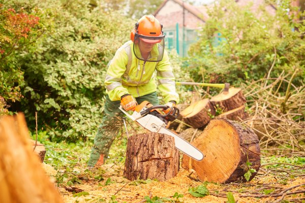 abattage d'arbre par un arboriste