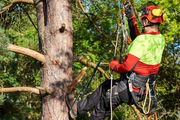 arboriste en plein élagage d'arbre