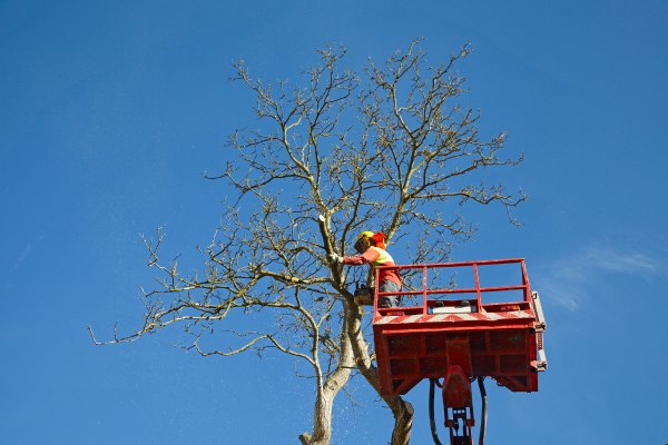 élagage et abattage en cours