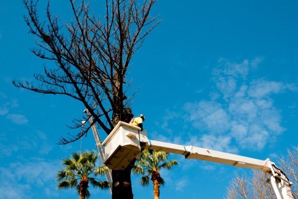 Elagage d'arbre avec nacelle