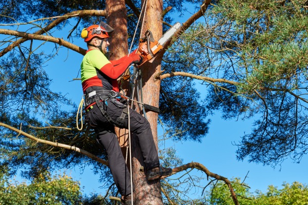 Elagage d'arbre professionnel