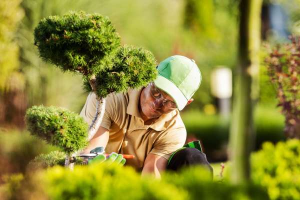 Entreprise de jardinage -service de taille d'arbuste