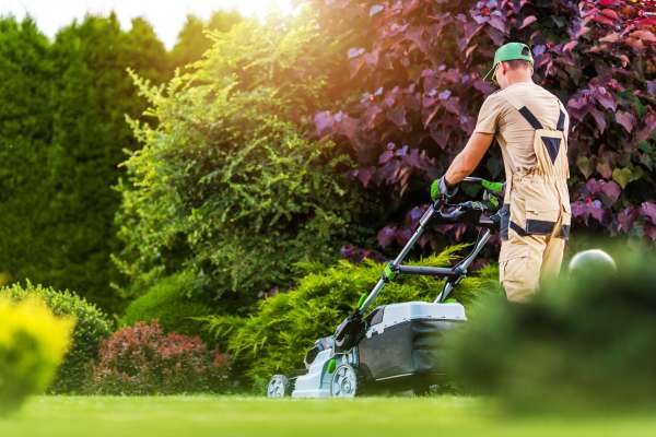 service d'entretien jardin et pelouse