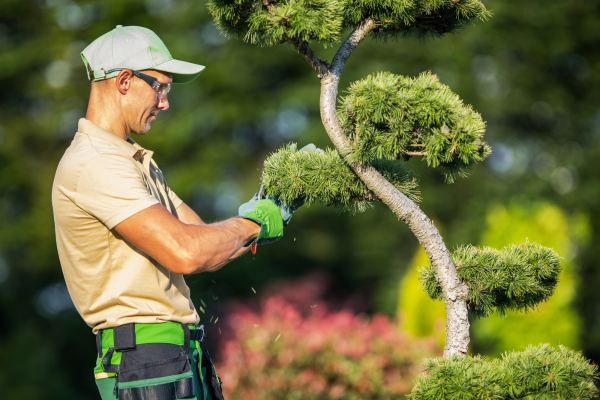 Taille de haies et arbustes par un professionnel jardinier